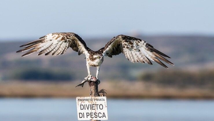 Divieto di pesca