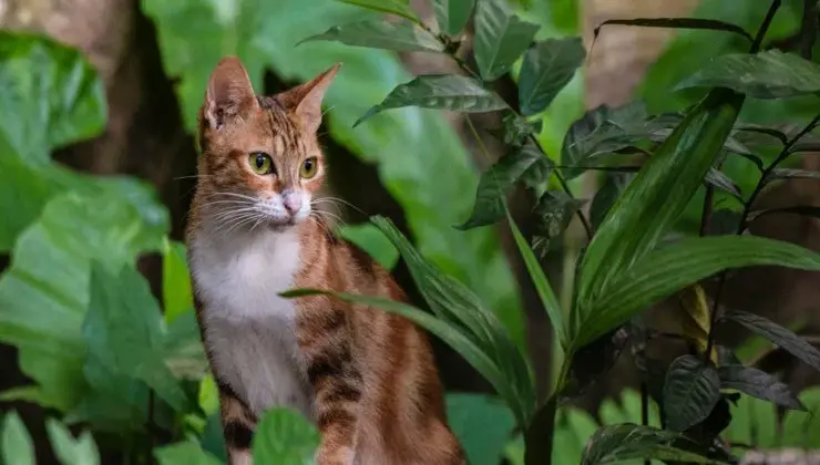 Gatto in giardino