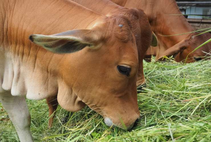 Animali che mangiano erba tagliata