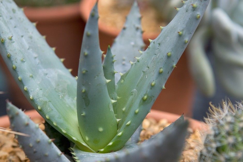 aloe vera