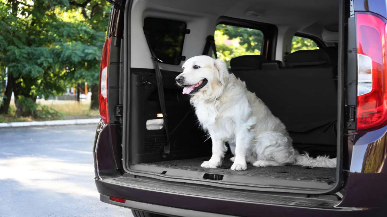 Cane nel bagaglio auto