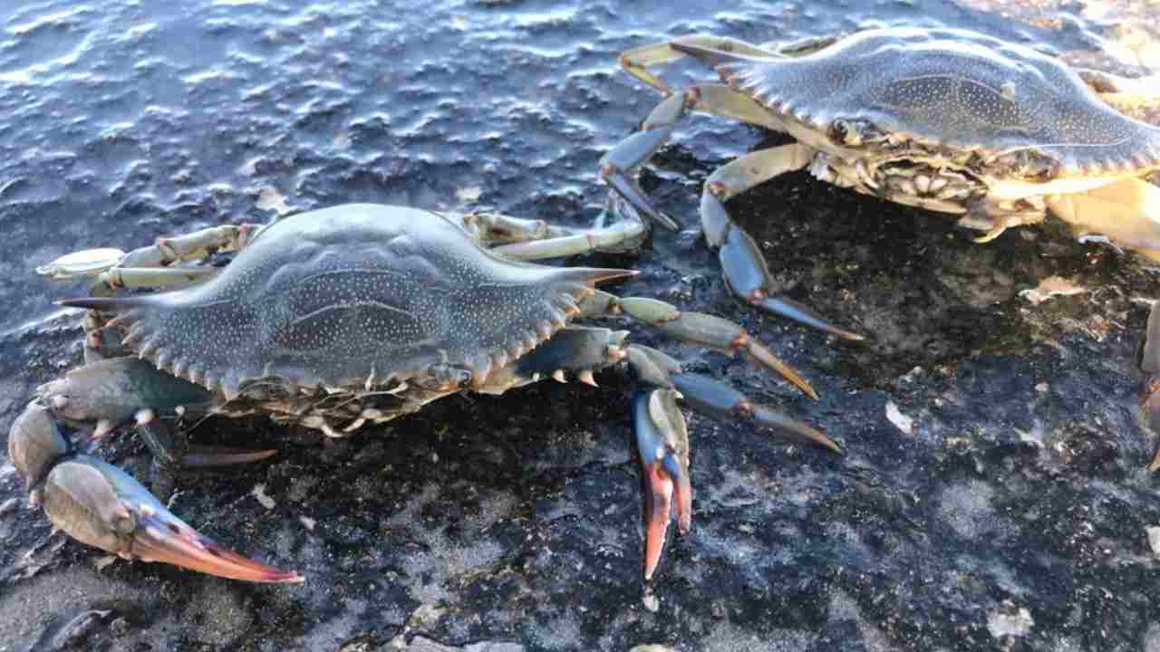 La pesca del granchio blu