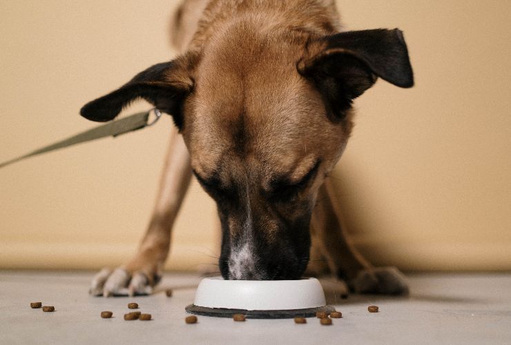 Cane che mangia